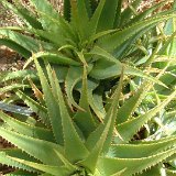 Aloe lineata v. muirii (Uniondale, South Africa) available 9-10.5cm and 12cm Ø